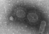 sequenciamento genetico do coronavirus instituto adolfo lutz