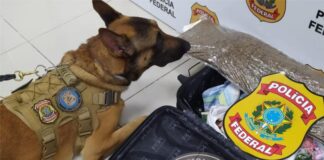 O cão detector de drogas “Inu” apontou a existência de maconha na bagagem.