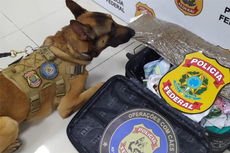 O cão detector de drogas “Inu” apontou a existência de maconha na bagagem.