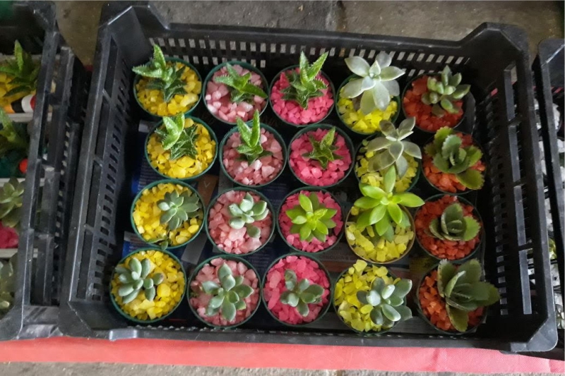 A Feira Flor e Artesanato promove e incentiva os produtores e artesãos cearenses.
