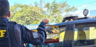 PRF prende homem transportando pássaros ilegalmente