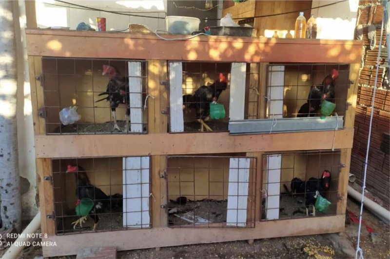 Suspeito de homicídio e maus-tratos a animais é preso em Russas