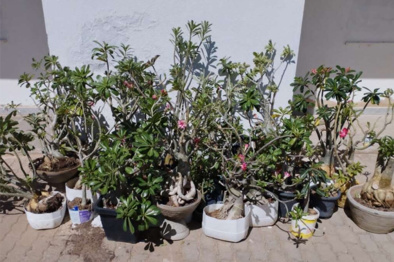 Polícia apreende plantas e objetos furtados em Icapuí