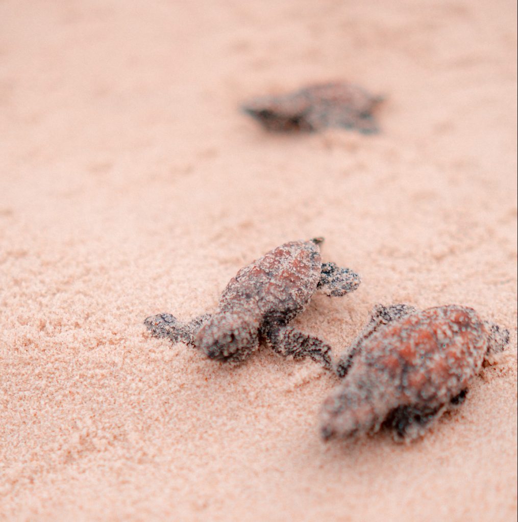 Os 312 animais pertencem à espécie tartarugas-de-pente, a mais comum na região.- Foto;Divulgação