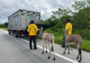 Foram apreendidos, ao todo, animais de cinco espécies diferentes - Foto: Divulgação/DetranCe