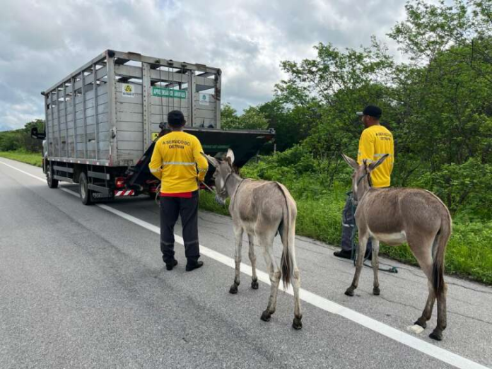 Foram apreendidos, ao todo, animais de cinco espécies diferentes - Foto: Divulgação/DetranCe