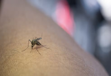 Mosquito transmissor da dengue — Foto: Divulgação