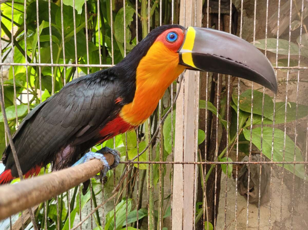A espécie é considerada vulnerável – ameaçada de extinção na Lista Vermelha da União Internacional para a Conservação da Natureza e dos Recursos Naturais (IUCN) - Foto:Divulgação/PMCE.