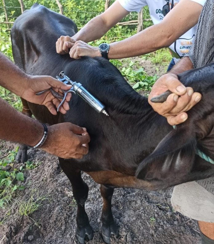 Além do Ceará outros 20 estados são considerados como zona livre da febre aftosa - Foto: Divulgação