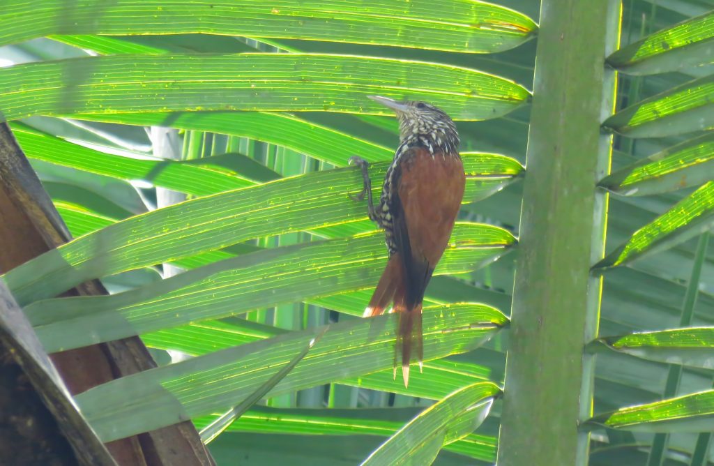 O limpa-folha-do-buriti possui nome científico de Berlepschia rikeri, sendo a única espécie do gênero - Foto: Divulgação.