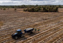 Fazenda de carbono em Maracaçumé (MA). Foto Bilipe Bispo/Estadão/Brasilagro