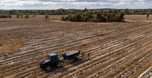 Fazenda de carbono em Maracaçumé (MA). Foto Bilipe Bispo/Estadão/Brasilagro