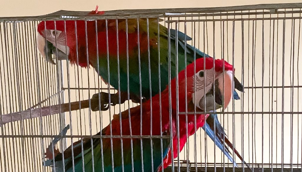 O grupo integrava quadrilha de tráfico de animais silvestres com atuação no Ceará - Imagem: Reprodução/MPCE.