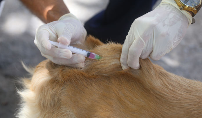 Expectativa é vacinar cerca de 520 mil cães e gatos; a vacinação é a única forma de prevenir a raiva e manter os pets saudáveis - Imagem: