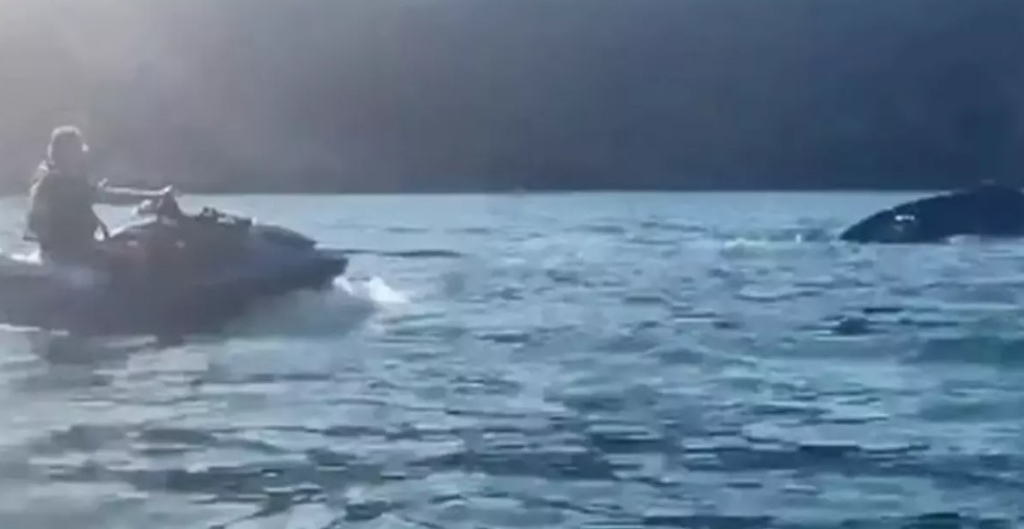 Ex-presidente se aproximou de animal com um jet ski ligado - Imagem: Divulgação.