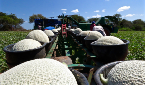 A expectativa é que o Fundo estimule em quatro vezes o volume de recursos direcionados ao Agronegócio - Foto: Tibico Brasil/BNB