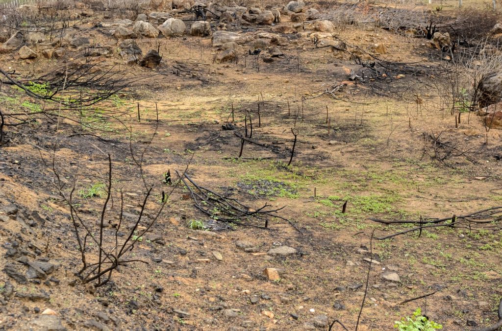 Levantamento mapeia degradação em áreas produtivas do Piauí e da Bahia e lista os 100 municípios nordestinos com maior percentual de solo severamente desertificado - Foto: