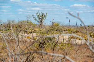 A Caatinga é considerada um um território estratégico para a promoção do desenvolvimento regional - Foto: Cacio Murilo (Depositphotos)