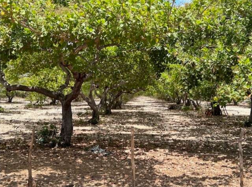 Plantio de cajueiro na fazenda Uruana - Foto: Ilustração/Ematerce