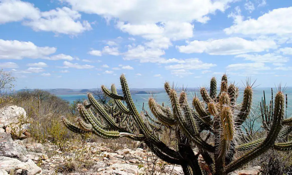 A caatinga está se revelando como uma das florestas mais relevantes na eficiência de neutralização de carbono - Foto: Gabriel Carvalho/Setur-BA