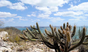 A caatinga está se revelando como uma das florestas mais relevantes na eficiência de neutralização de carbono - Foto: Gabriel Carvalho/Setur-BA