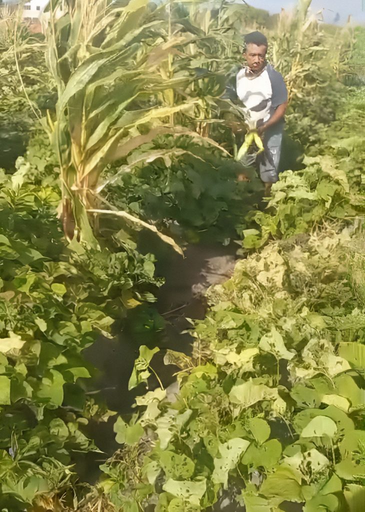 Legenda: Edival teve a primeira experiência plantando sorgo - Fotos: Reprodução.