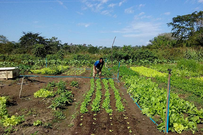 Legenda: A lei torna mais ágil o pagamento do benefício e reduz para 40% o percentual mínimo de perda da produção para que o agricultor receba o Garantia-Safra - Foto: Reprodução/PM de Araputanga
