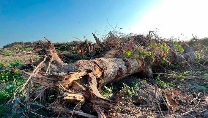 Legenda: A recomendação foi encaminhada para a Superintendência Estadual do Meio Ambiente (Semace) - Foto: Divulgação/MPCE.