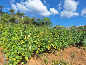 Ação conjunta identificou roça com até 15 mil pés da droga - Reprodução/PF.