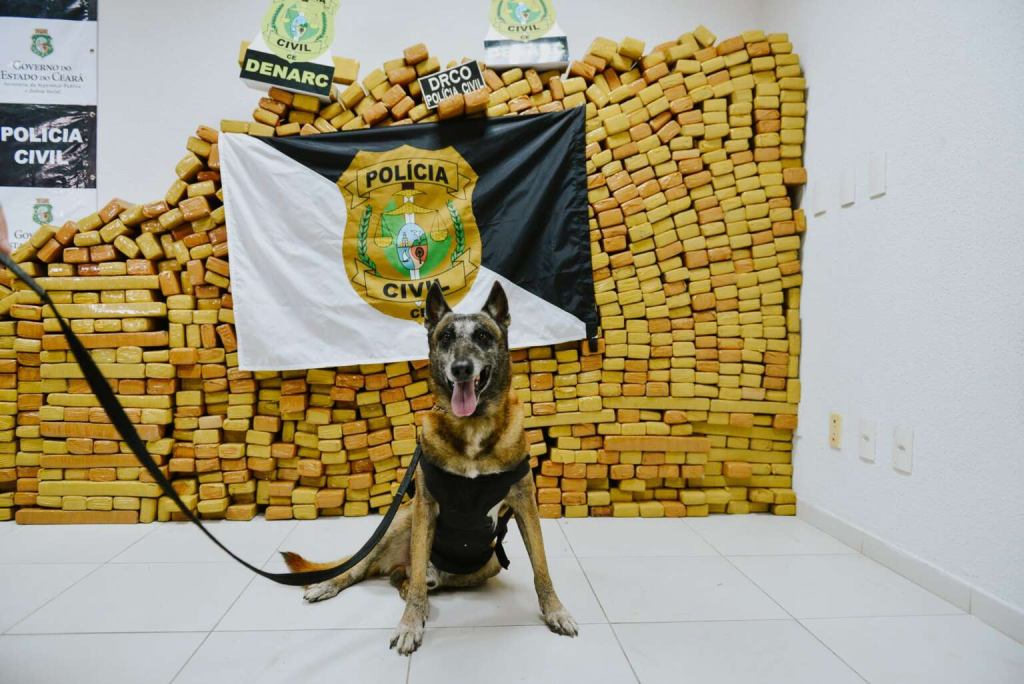 O suspeito e todo o material apreendido foram encaminhados para a Delegacia de Narcóticos - Foto: Reprodução/SSPDS.