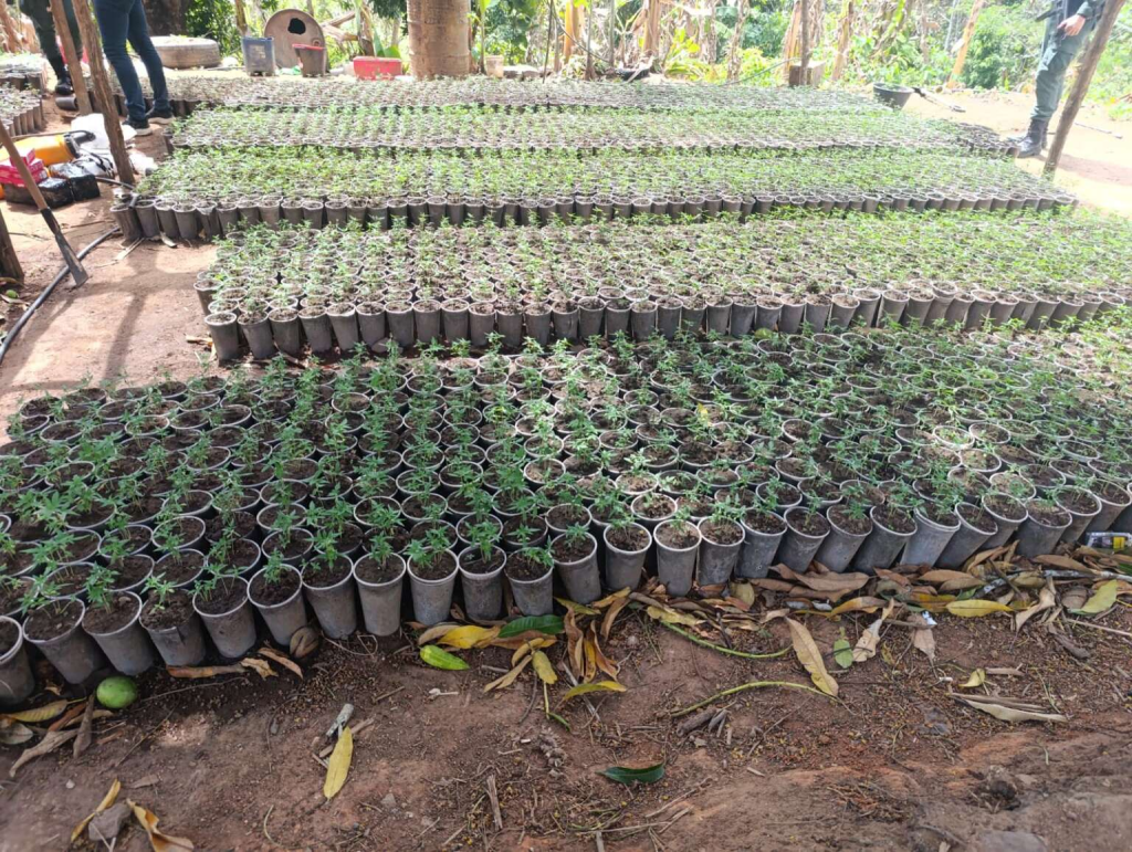 Cerca de 20 mil mudas foram localizadas em uma residência - Fotos: Reprodução.