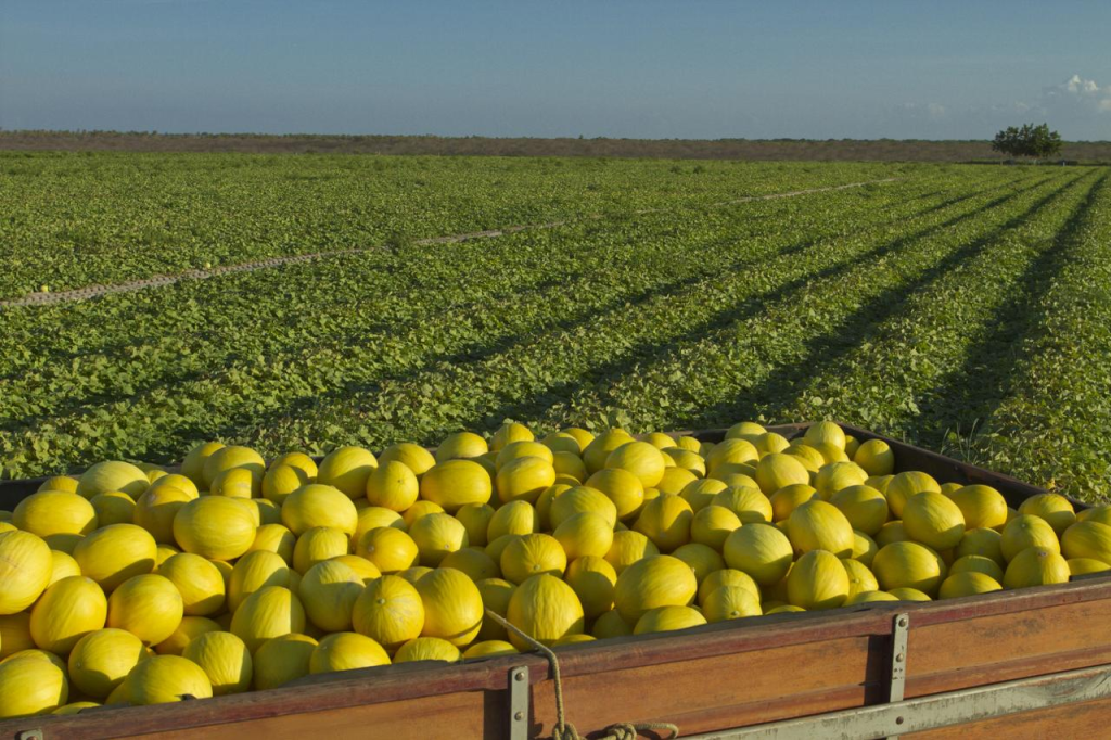 Portaria consolida o status fitossanitário, garantindo competitividade ao melão e à melancia cearenses no mercado internacional- Foto: CNA Brasil.