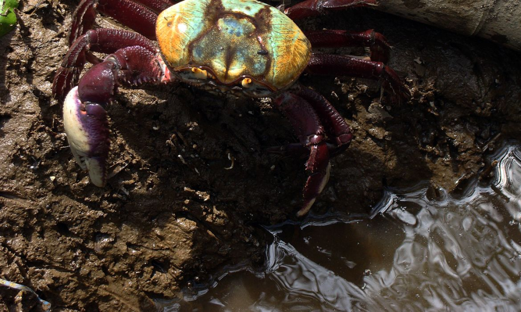 Período vai até 6 de abril e envolve 11 estados. Caranguejo Uçá - Foto: Acervo ICMBio
