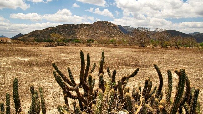 A Caatinga é um bioma singular, exclusivamente localizado no território nacional - Foto: Ilustração