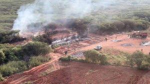 Ação reúne forças de segurança para destruir a plantação localizada em Aracoiaba. Foto: Rosane Gurgel - Casa Civil